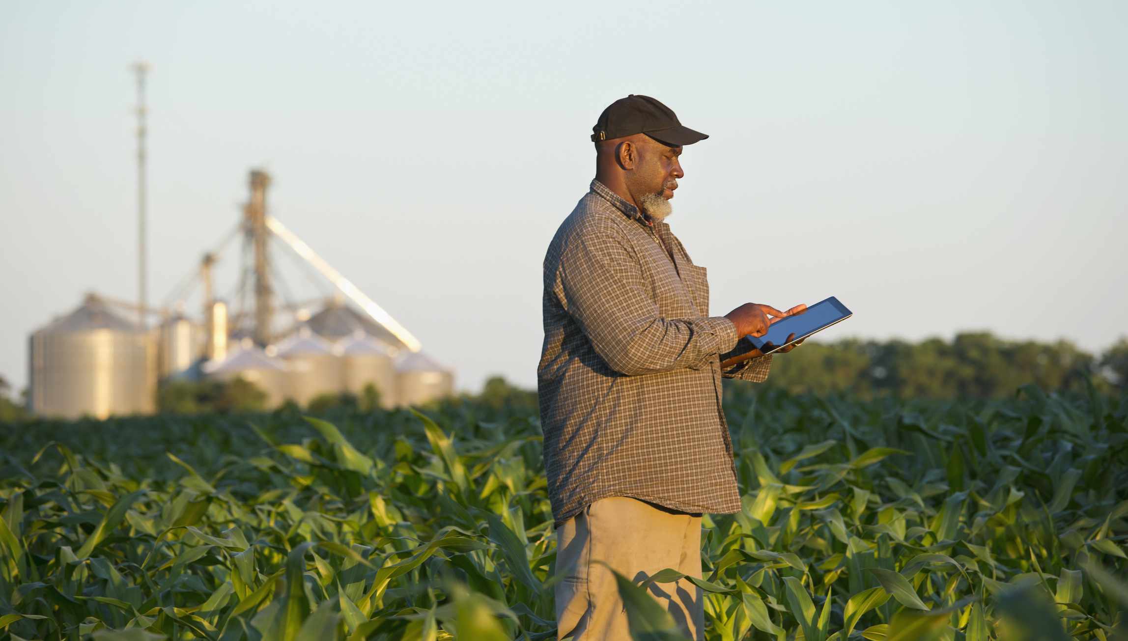 zemědělec s digitálním tabletu v oblasti plodin