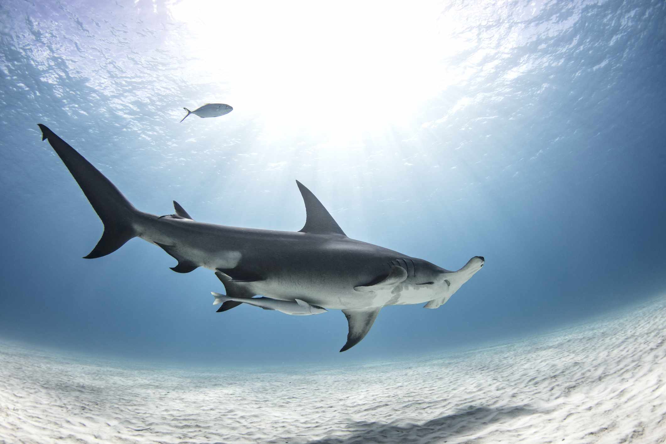 Obrázek žraloka kladivohlavého zachyceného objektivem s rybím okem.