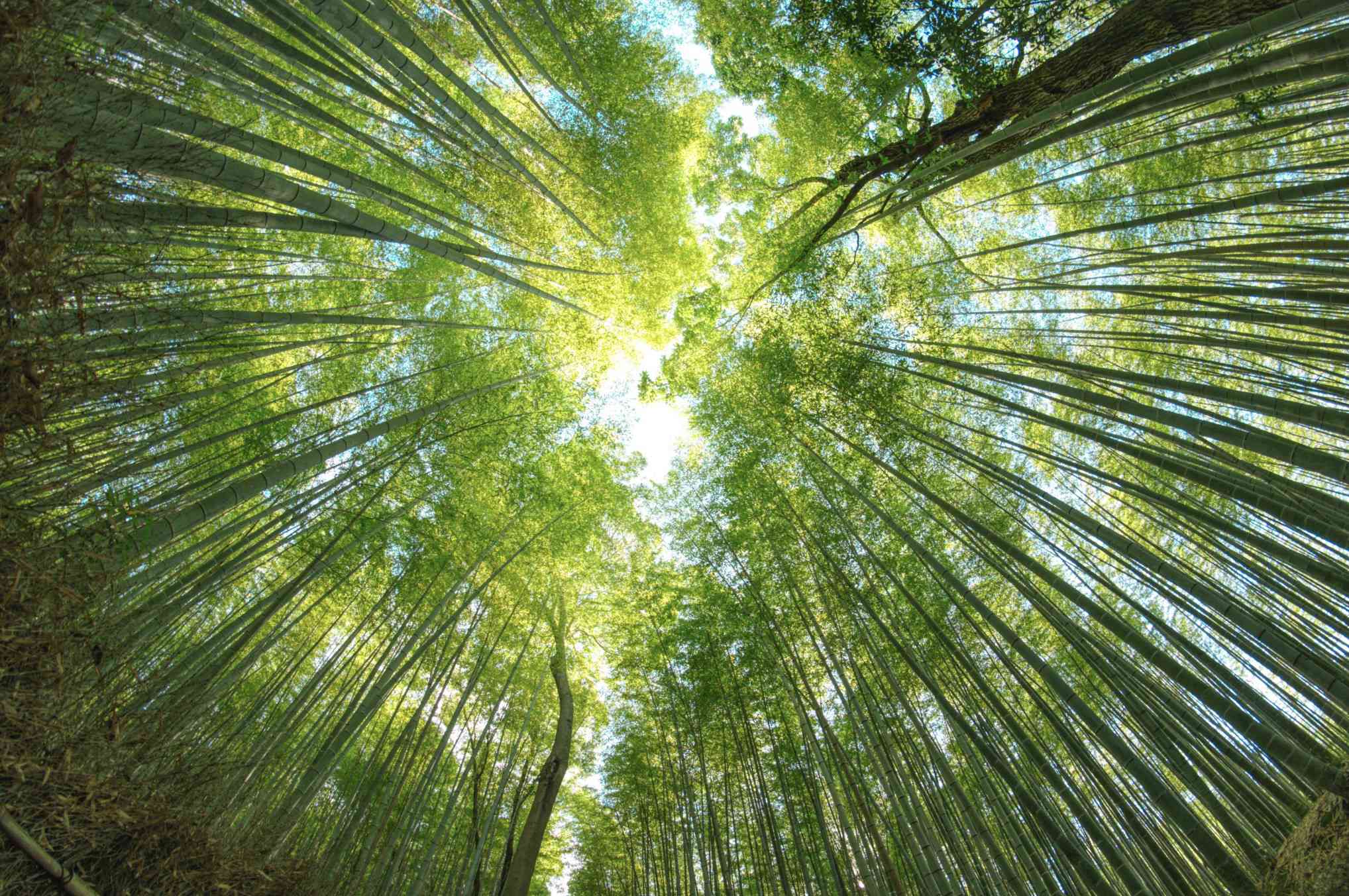 Bambusový les vyfotografovaný při pohledu přímo přes objektiv s rybím okem.