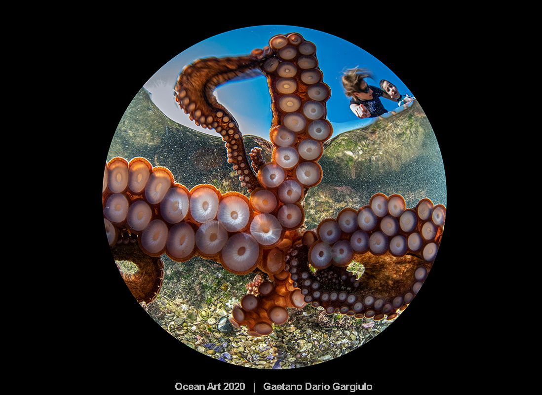 Podvodní fotografie chobotnice zpod ní, vítěz první ceny v soutěži Ocean Art 2020 Underwater Photography Guide.