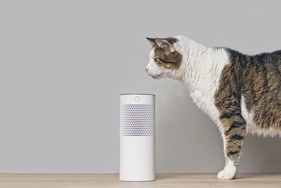 Reproduktor Amazon Echo s kočkou poblíž