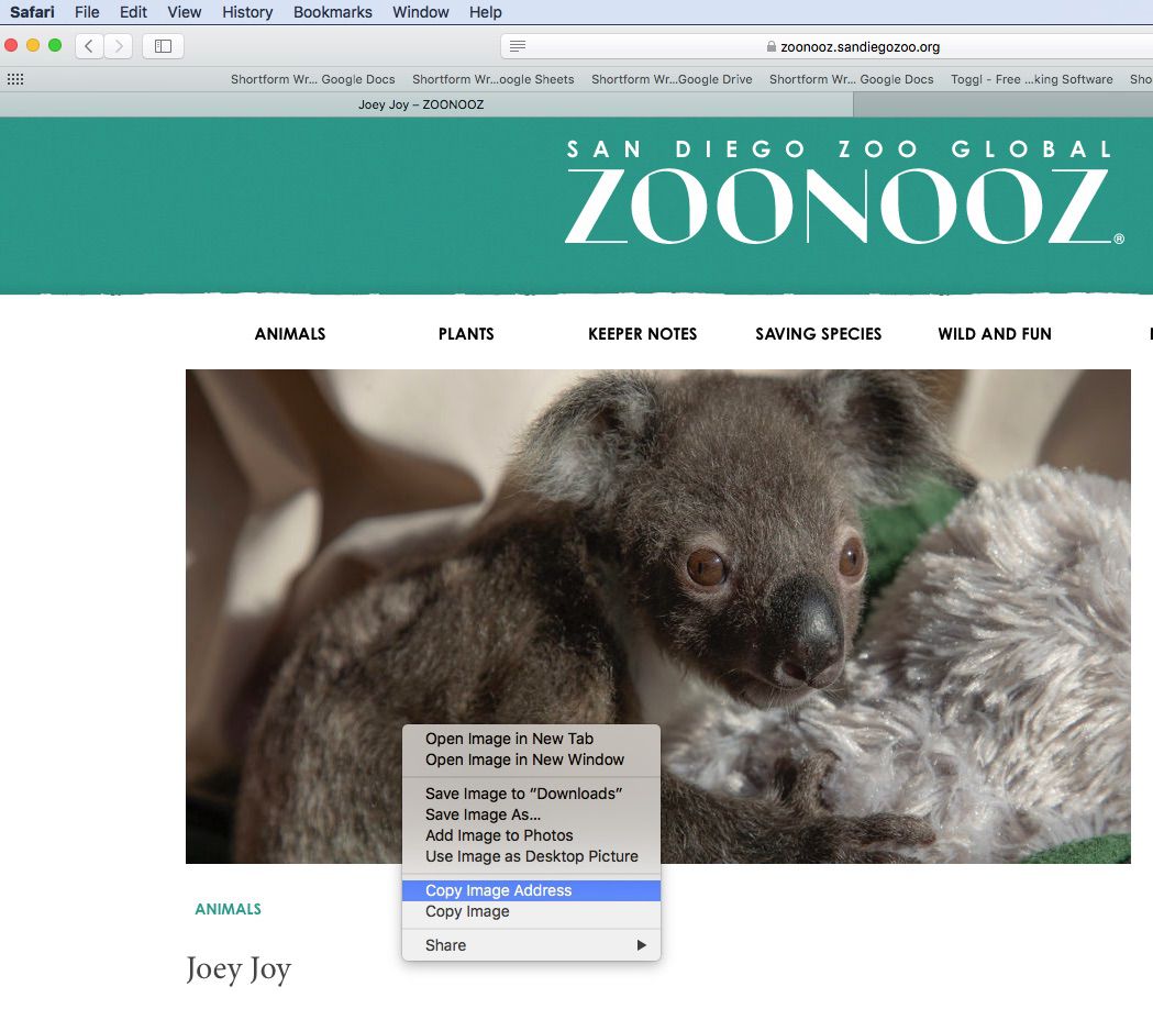 Screenshot kopírování adresy obrázku v Safari