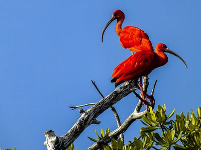 Scarlet ibis