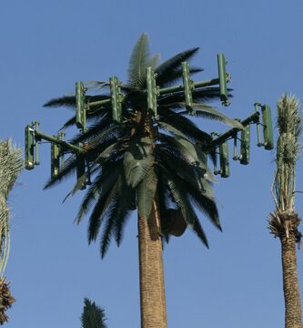 cellular antenna and palm trees 534269410 5a0b256f22fa3a0036c08d82