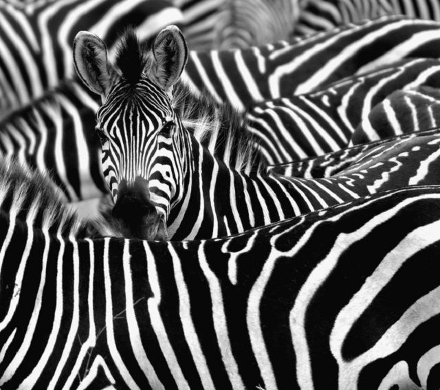 Zebra obklopená černými a bílými pruhy
