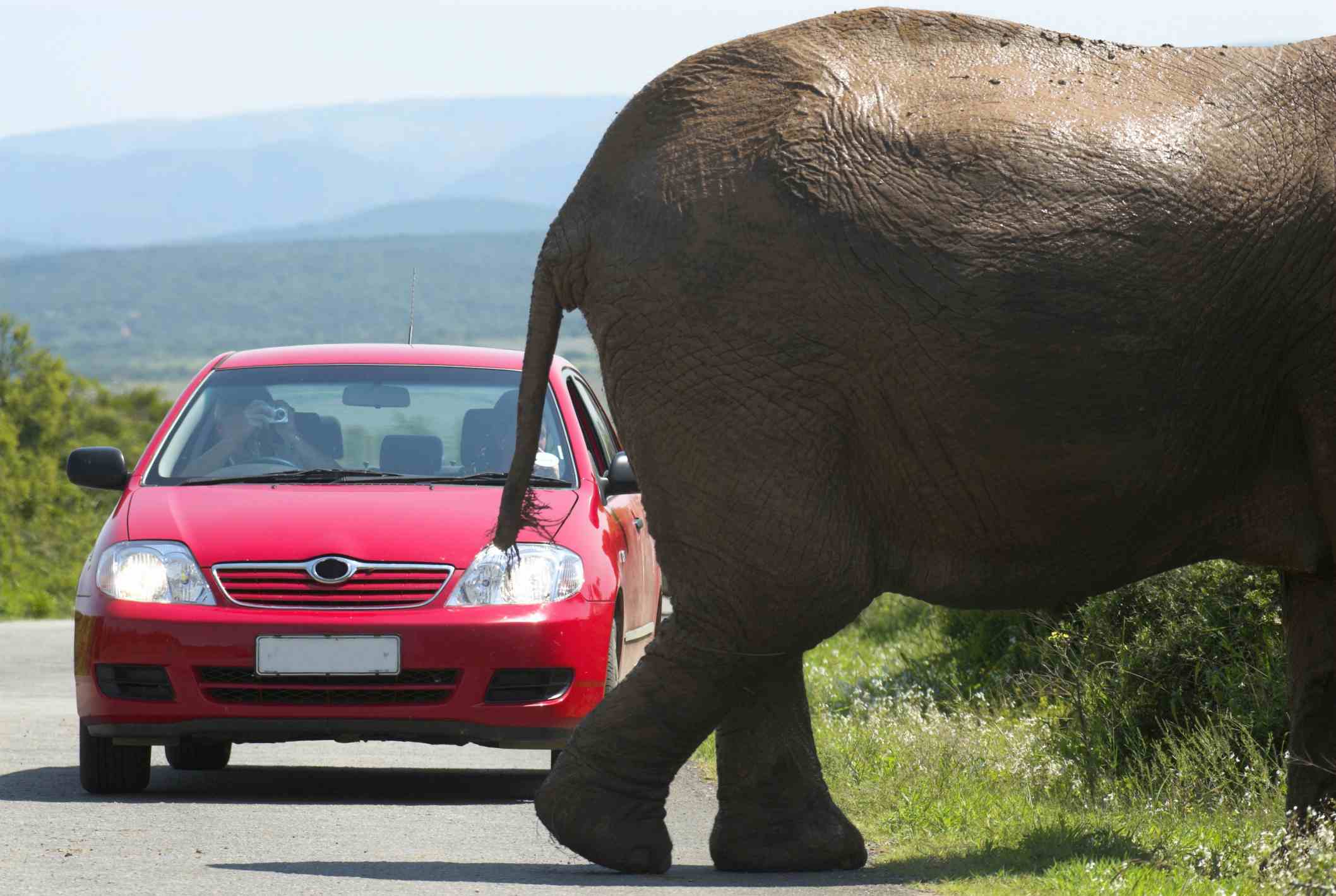 slon přes silnici před autem