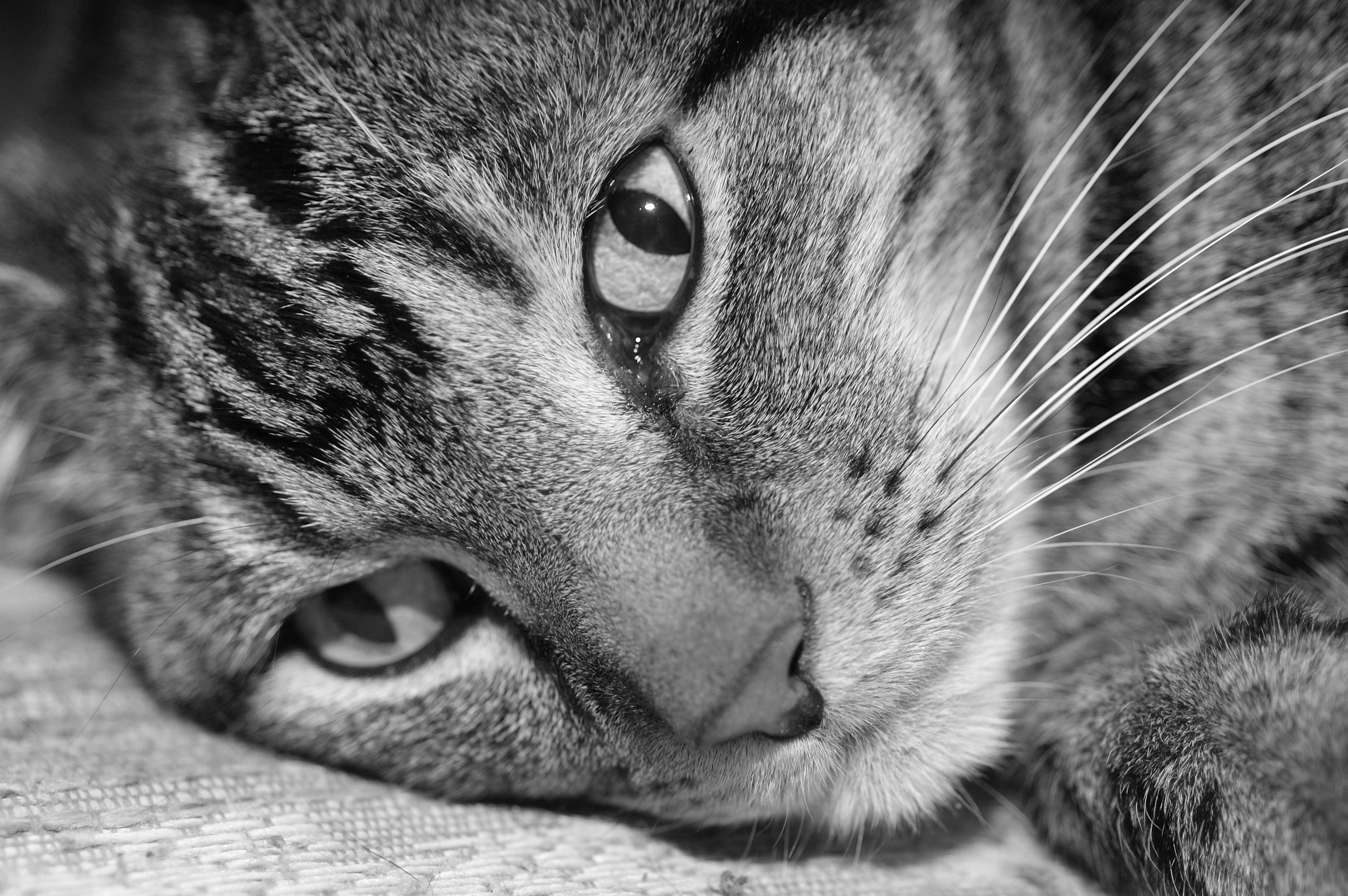 Černobílý obrázek mourovaté kočky