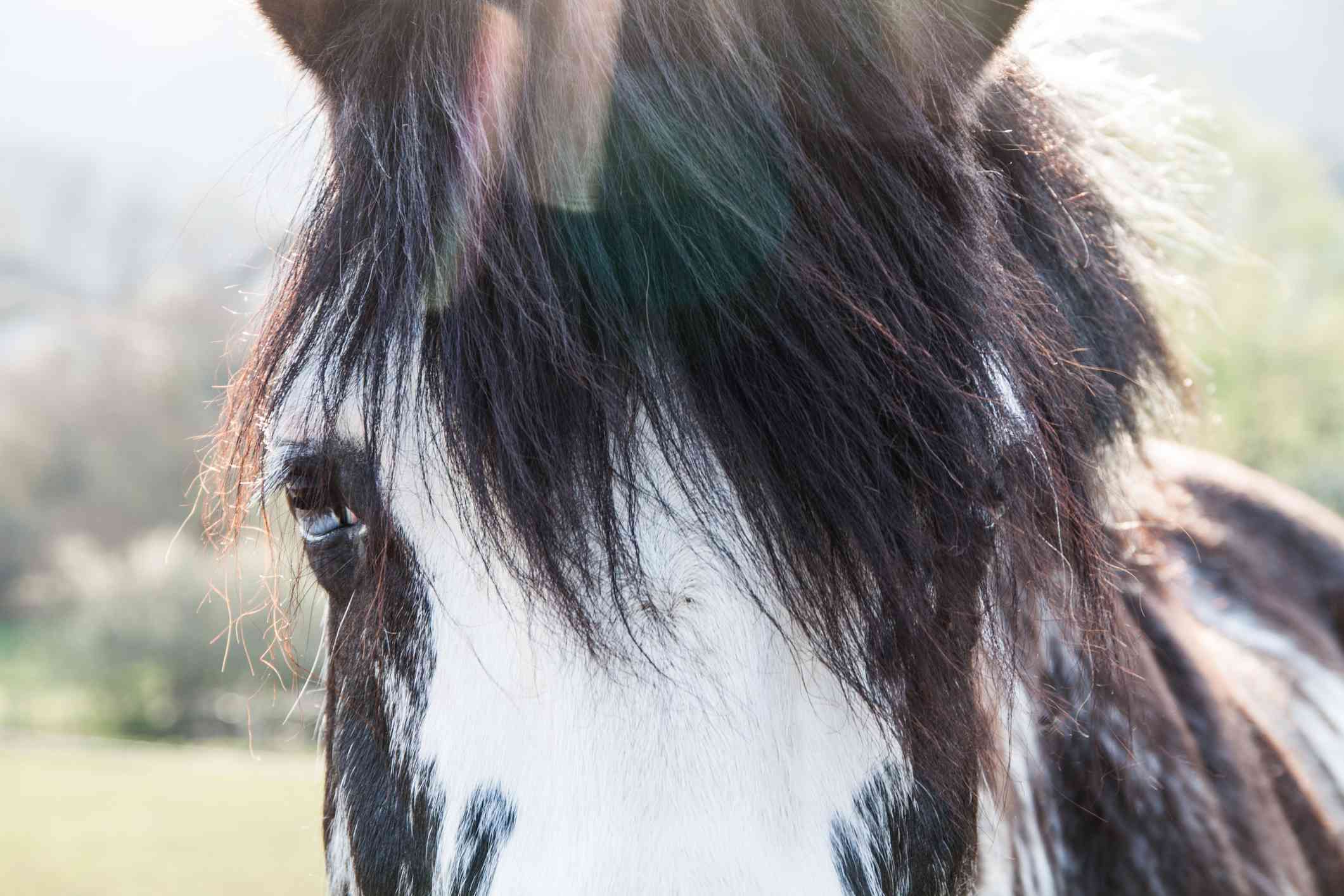 Příklad chromatických aberací v koňských vlasech