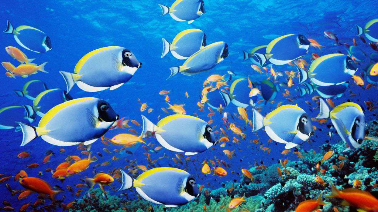 Zdarma oceánská tapeta se školou plavání barevných ryb