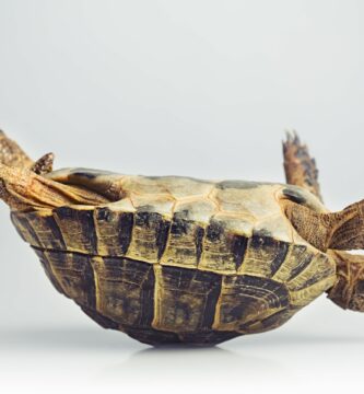 Otočení obrázku na snímku PowerPoint 3 GettyImages 170005940 5c1fdcad46e0fb0001fd5f41