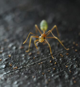 Jak pořizovat detailní fotografie DSLR 1 GettyImages 709222647 58e5be8d3df78c51625e9837