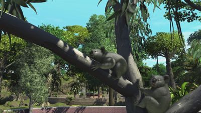 Koala nese v Zoo Tycoon