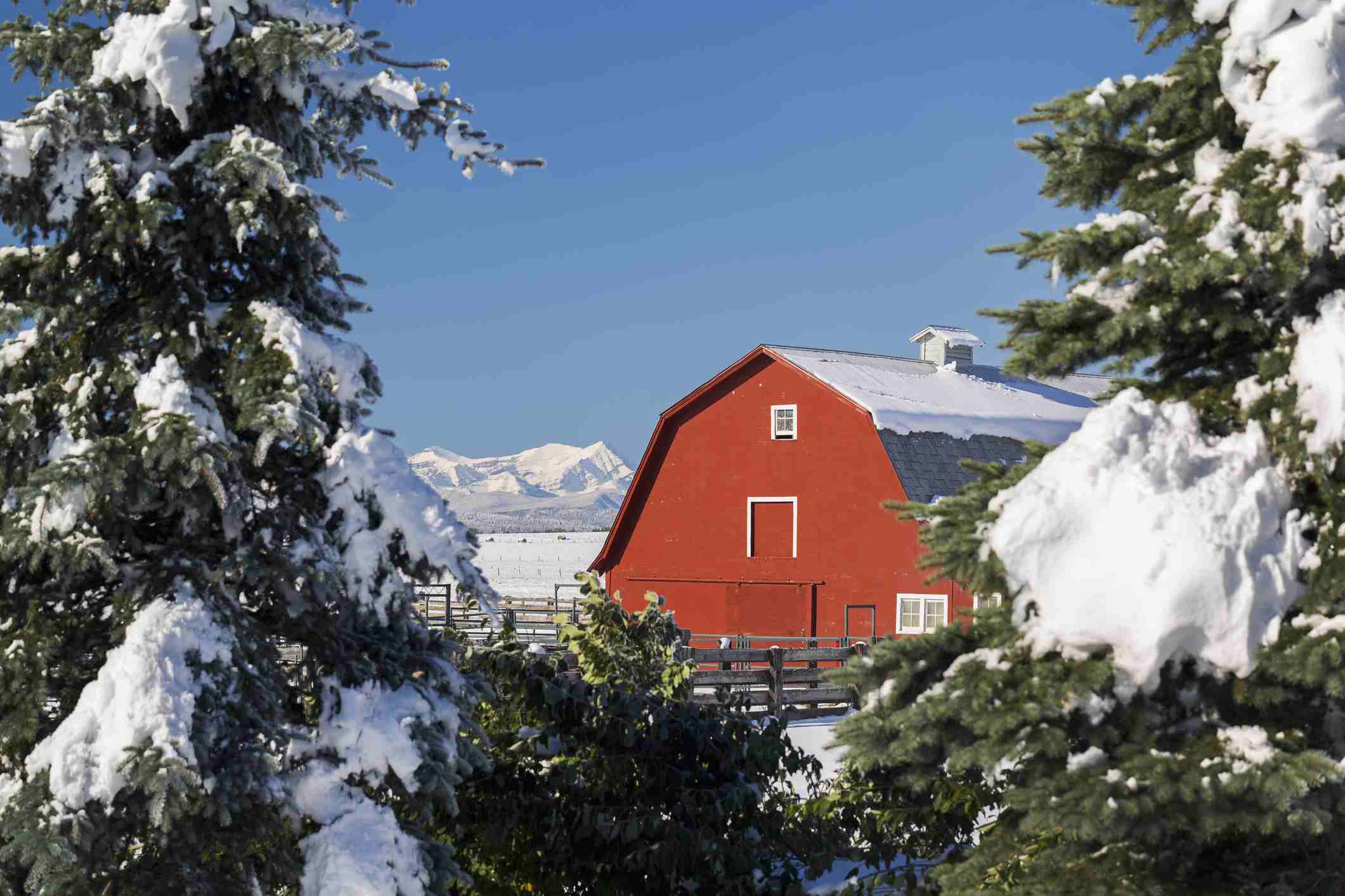 Zimní scéna s červenou stodolou, sněhem, vždyzelenými stromy a horami.