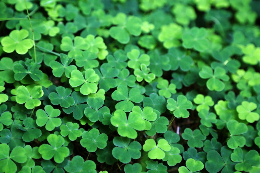 close up of a bunch of green clover 812788284 5a5bc0525b6e2400389232b7