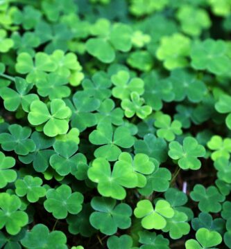 Irish Green: The Various Colors of St. Patrick's Day 1 close up of a bunch of green clover 812788284 5a5bc0525b6e2400389232b7