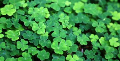 close up of a bunch of green clover 812788284 5a5bc0525b6e2400389232b7