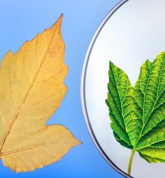 green and faded leaf concept of rejuvenation 1129272131 95b9abeb08f4409f97e548111e7f699f