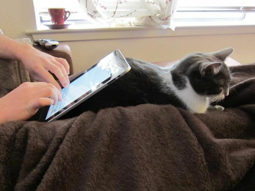 ipad cat 56a532b75f9b58b7d0db713e