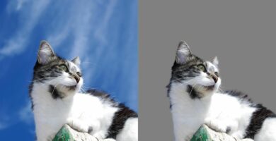 Jak používat nástroj Upřesnit hranu ve Photoshopu 102 refine edge 5a304b29842b17003770c74a