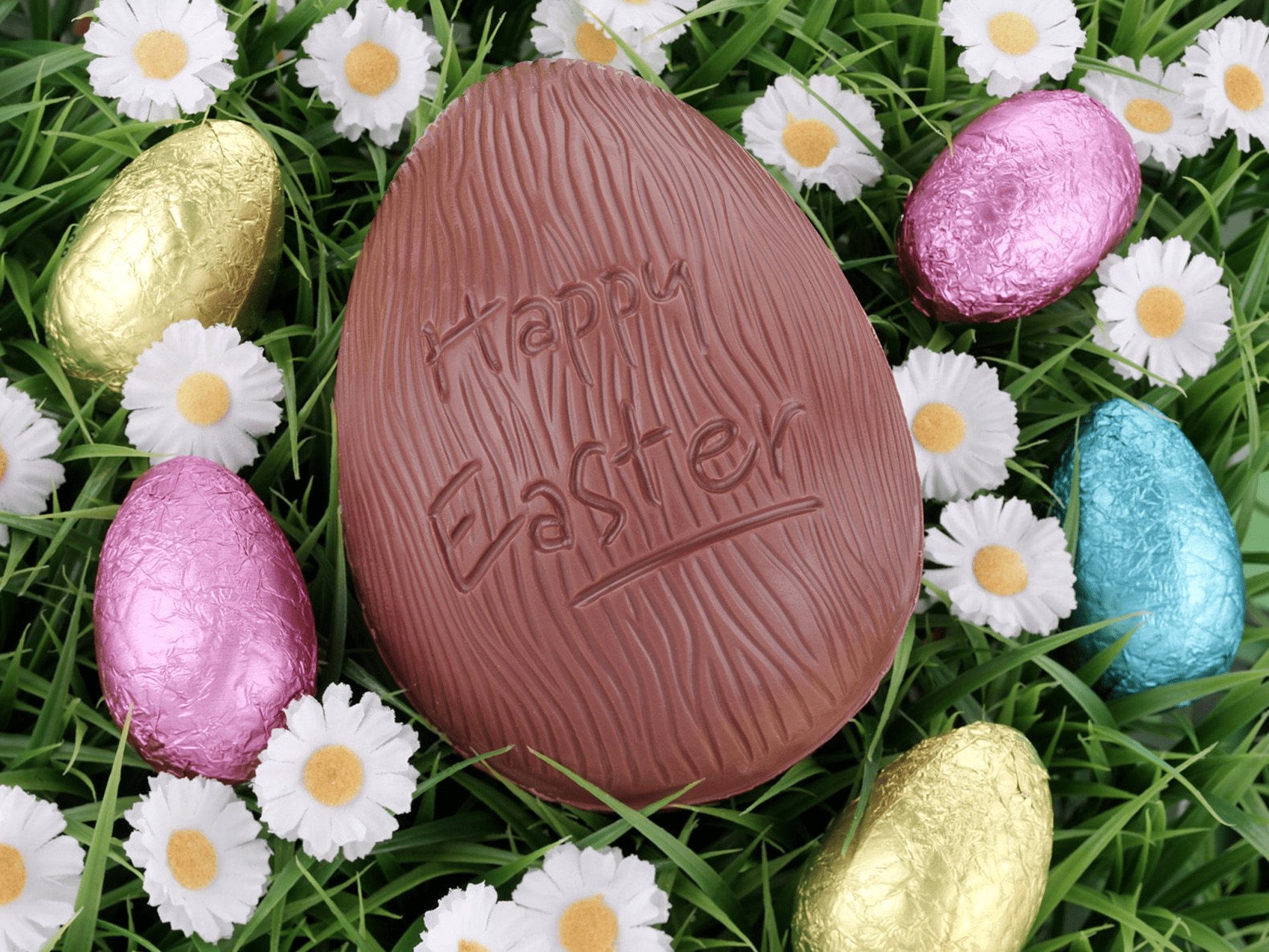 Zdarma velikonoční tapeta s čokoládovým velikonočním vejcem obklopeným sedmikráskami a barevně zabalenými vejci