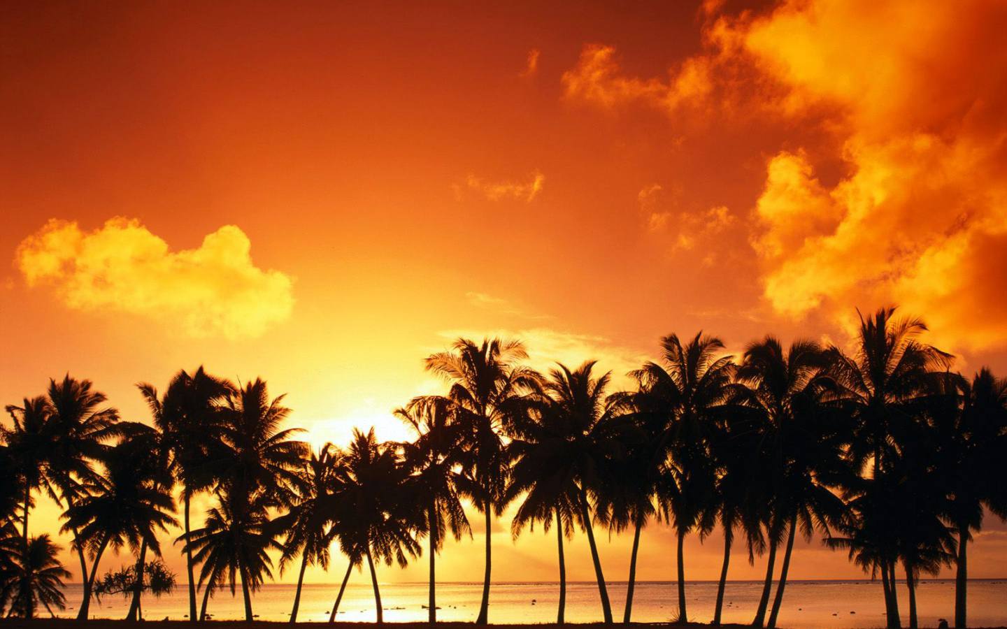Zdarma plážová tapeta s oranžovým západem slunce s palmami nad pláží