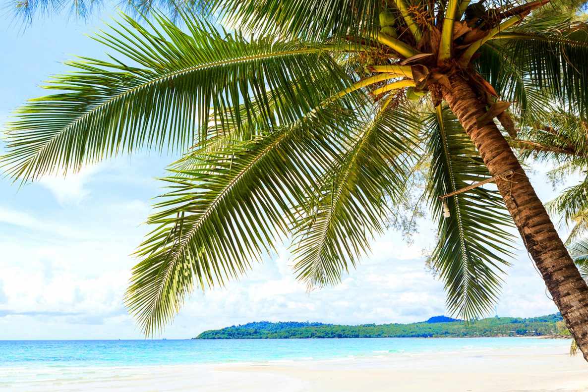 Zdarma plážová tapeta s osamělou palmou sklánějící se nad pláží