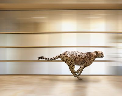 Sprintující gepard prochází kanceláří