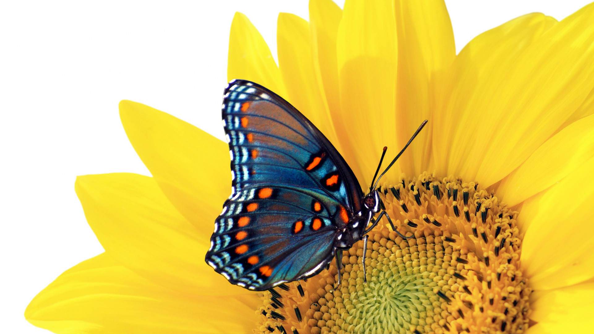 Pozadí plochy s barevným motýlem na žlutém květu