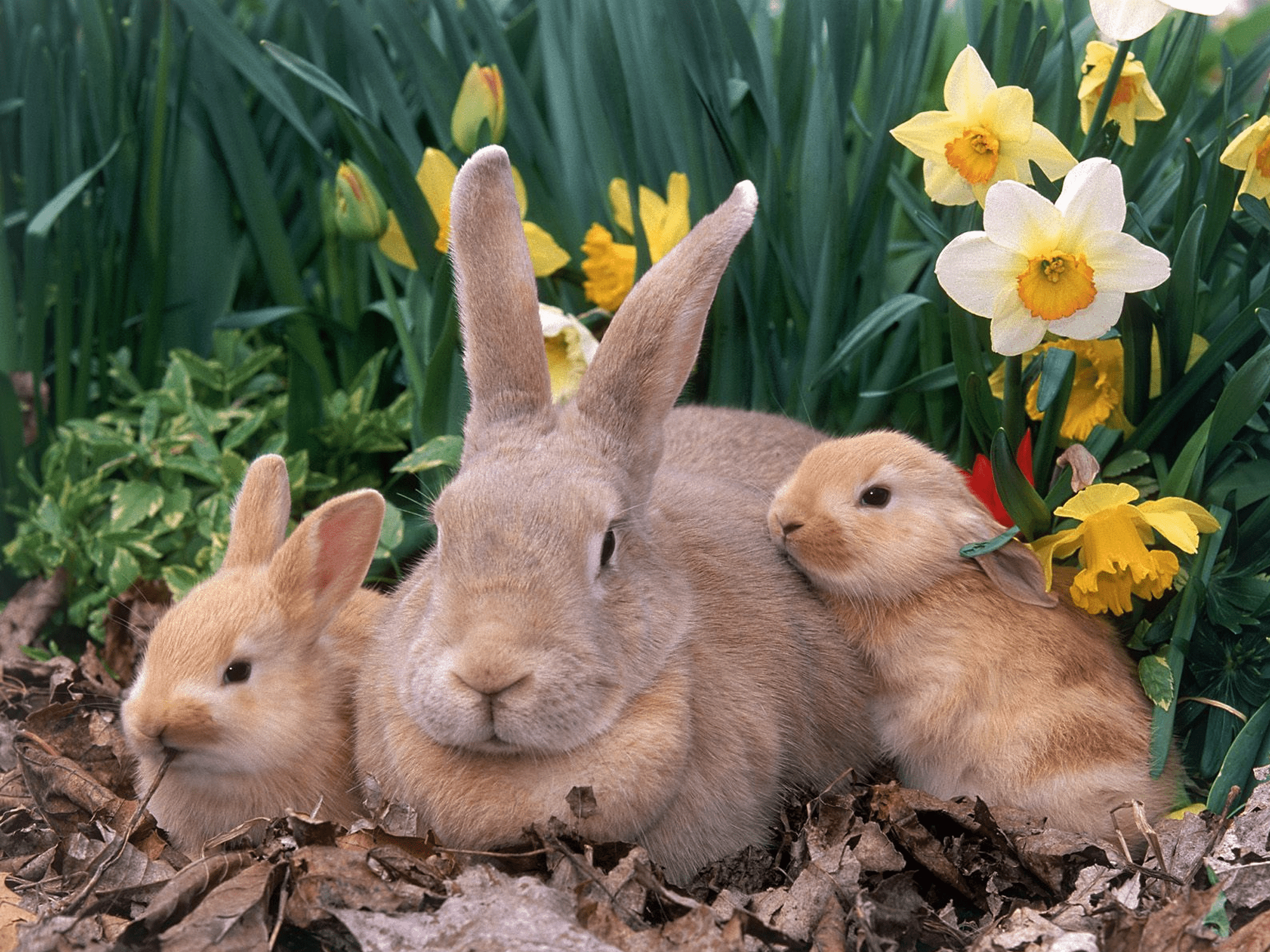 Zdarma velikonoční tapeta s matkou králíka se dvěma zajíčky