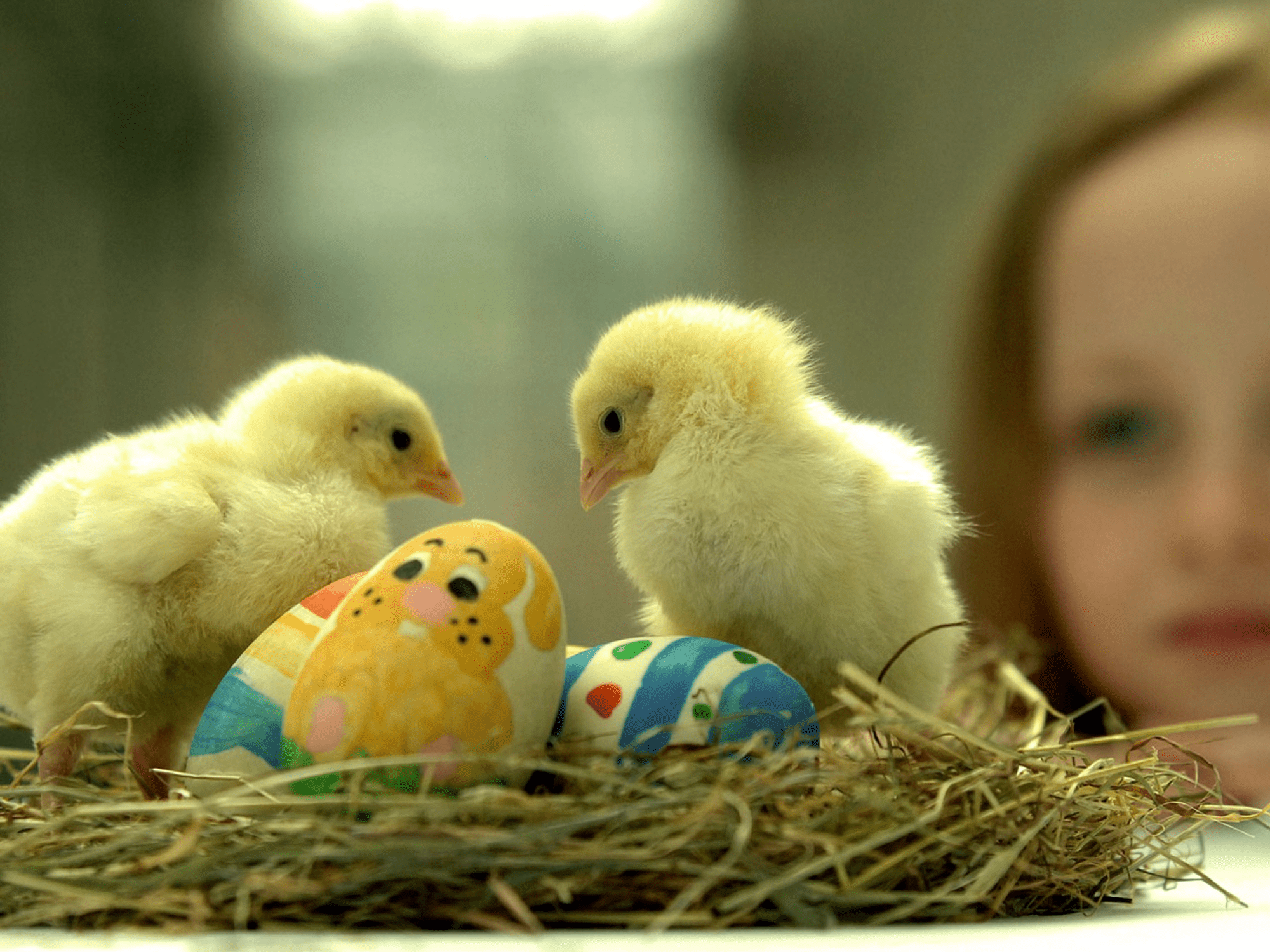 Zdarma velikonoční tapeta s mladou dívkou sledující dvě mláďata, jak sedí s velikonočními vejci