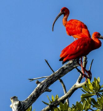 Corocora Parque Nacional Morrocoy 597e330a685fbe00115260c7