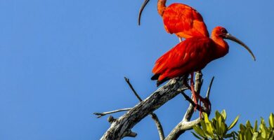 Použijte Scarlet jako Power Color v publikacích 24 Corocora Parque Nacional Morrocoy 597e330a685fbe00115260c7