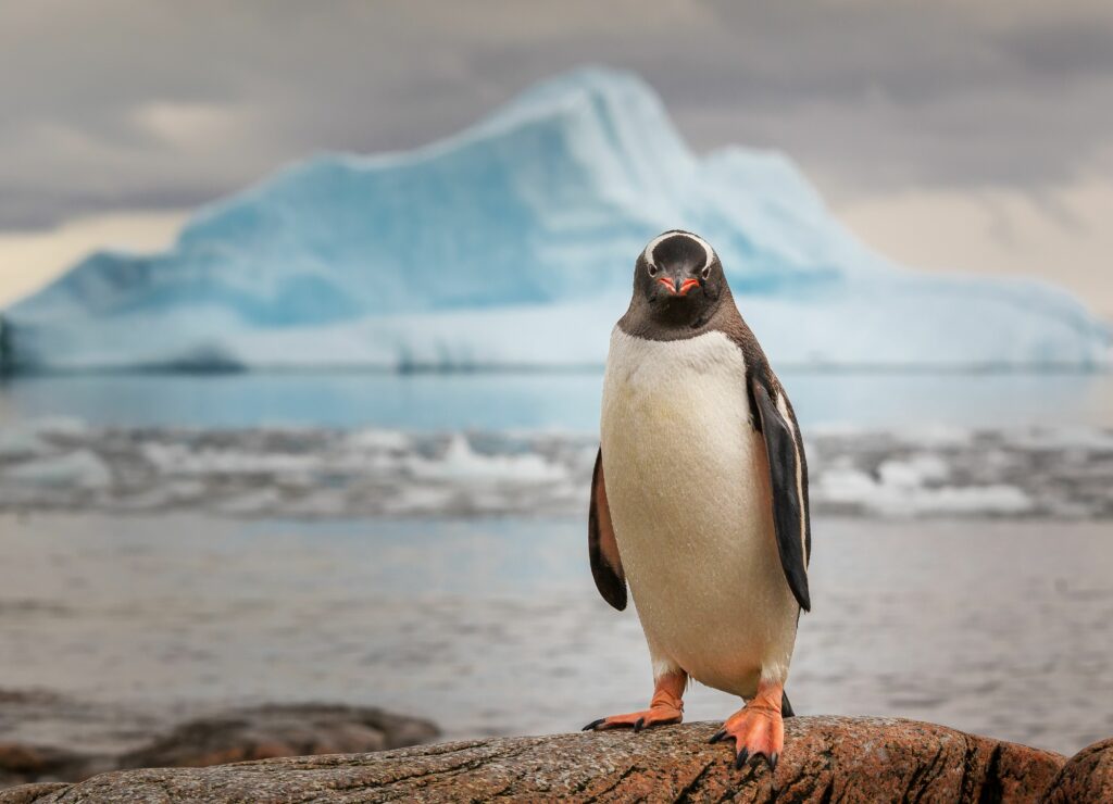 gentoo penguin antarctica 575202096 7fb00205d8ed4b52983bec0b05ffb17f