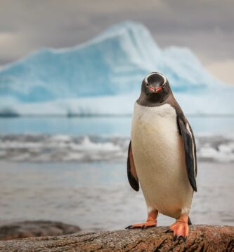 gentoo penguin antarctica 575202096 7fb00205d8ed4b52983bec0b05ffb17f