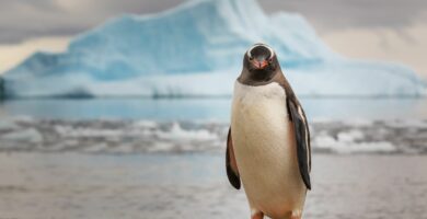 Další informace o Linux Command mtr 18 gentoo penguin antarctica 575202096 7fb00205d8ed4b52983bec0b05ffb17f