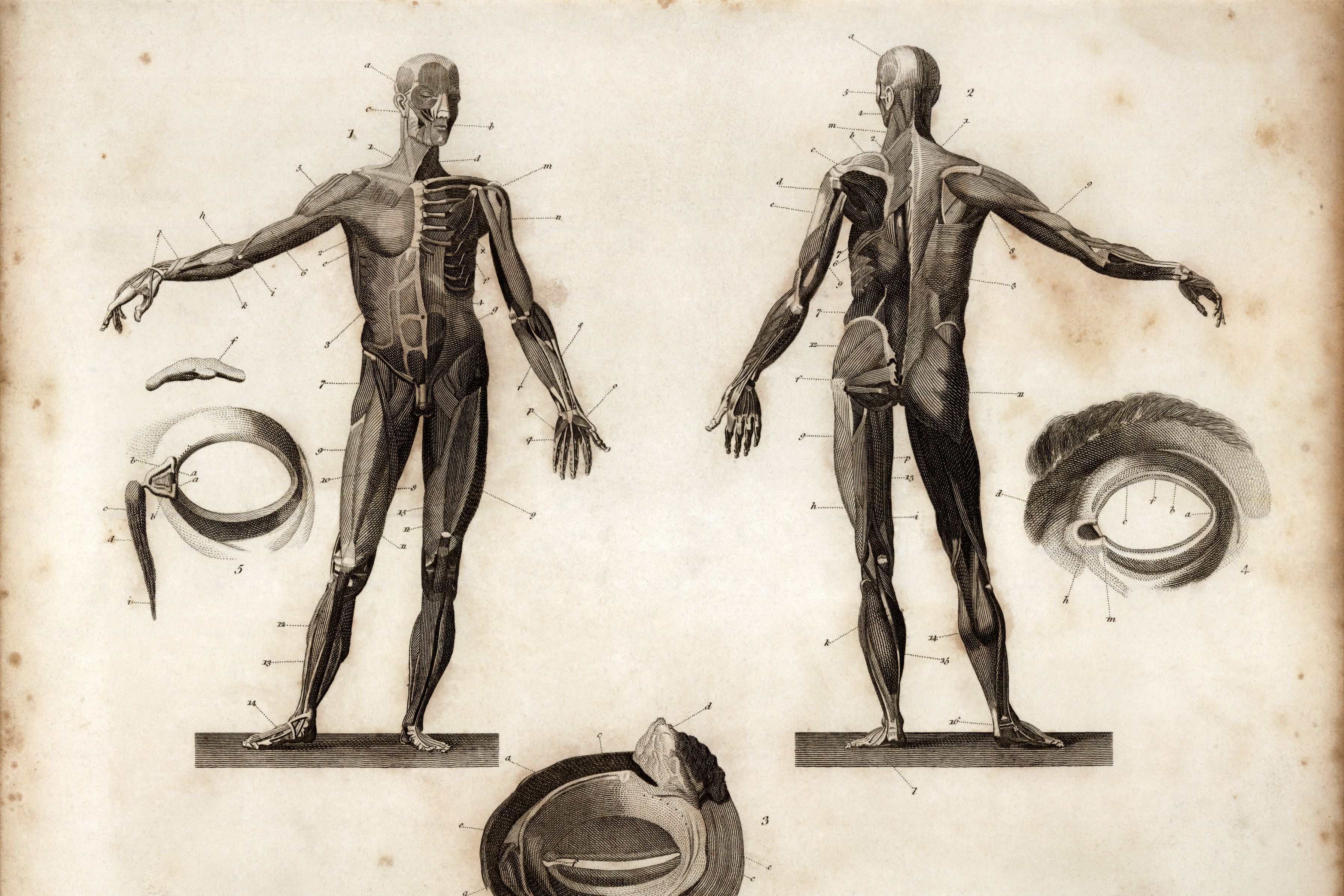 Gravírování zobrazující čelní a zadní anatomii člověka