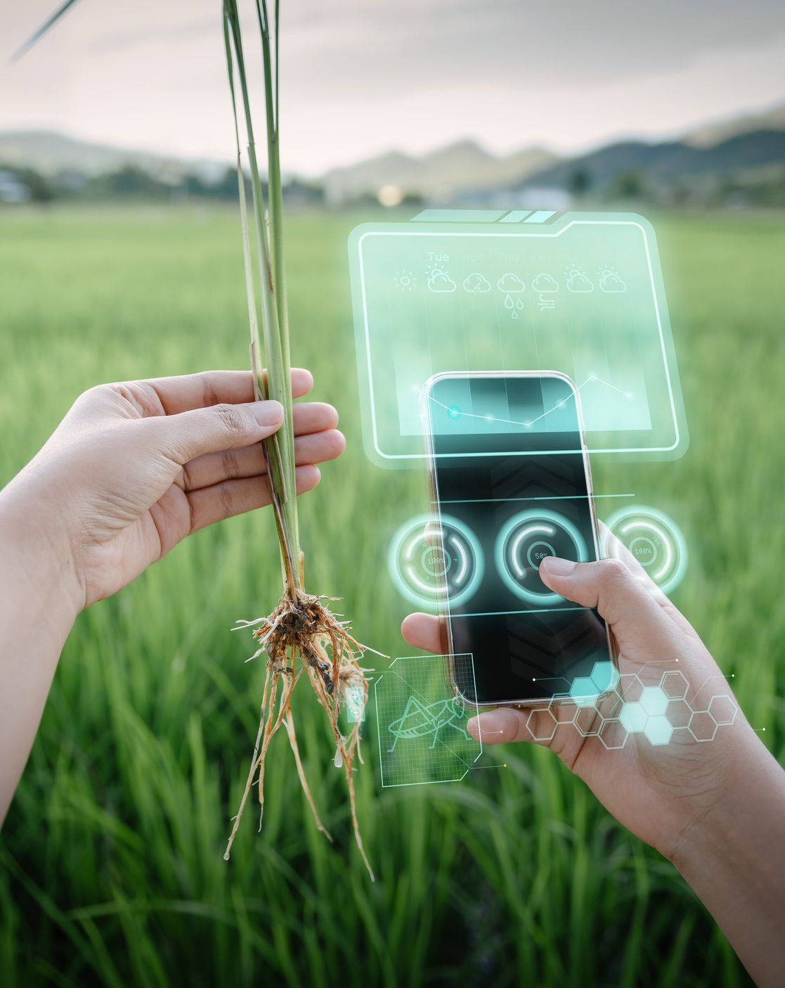 Farmářský pracovník používá chytrý telefon s umělou inteligencí virtuální reality (AI) k analýze chorob rostlin